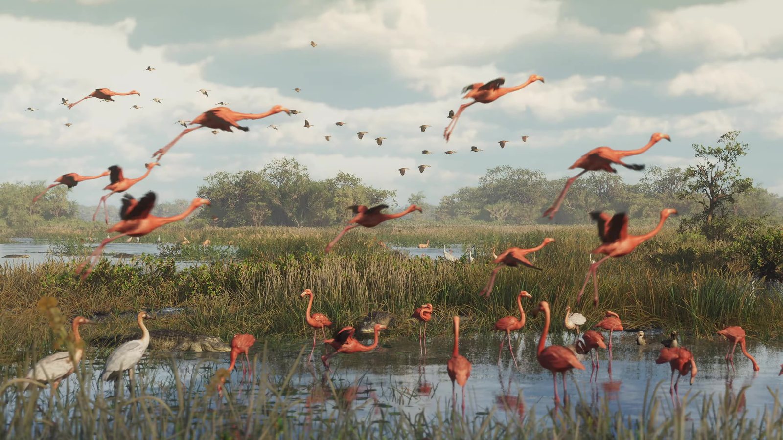Flamencos en Grassrivers